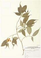 藏品(深山野牡丹)的圖片